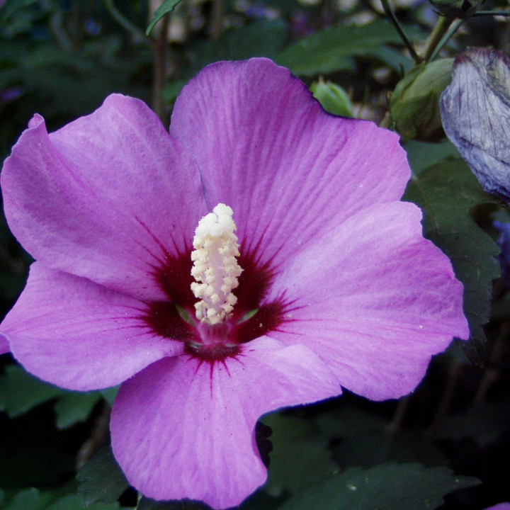 Гибискус (сиреневый цветок)