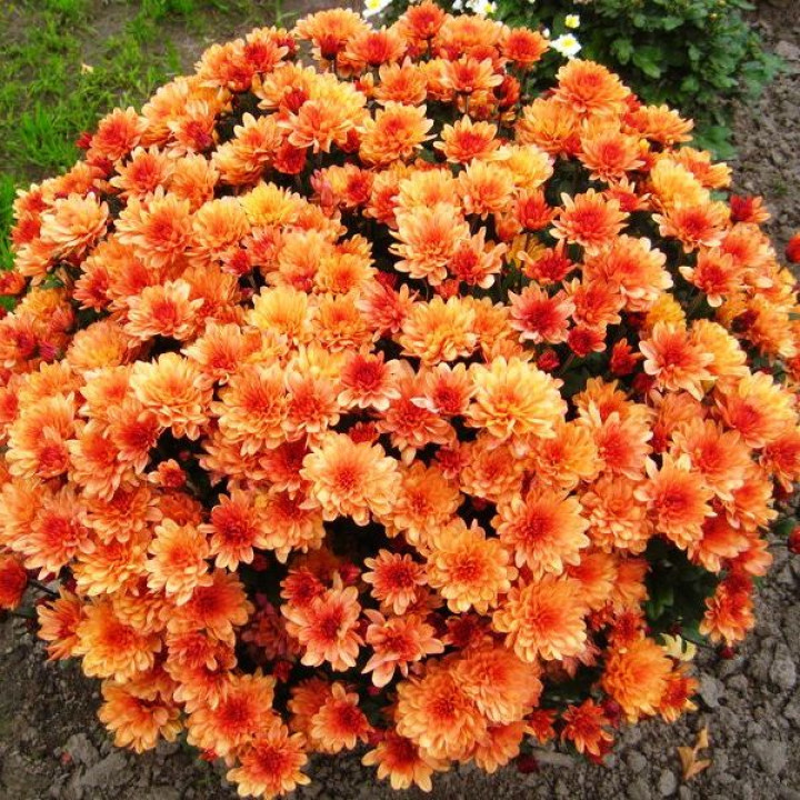 Хризантема мультифлора Оранжевая