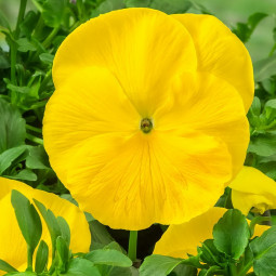 Виола крупноцветковая Желтая