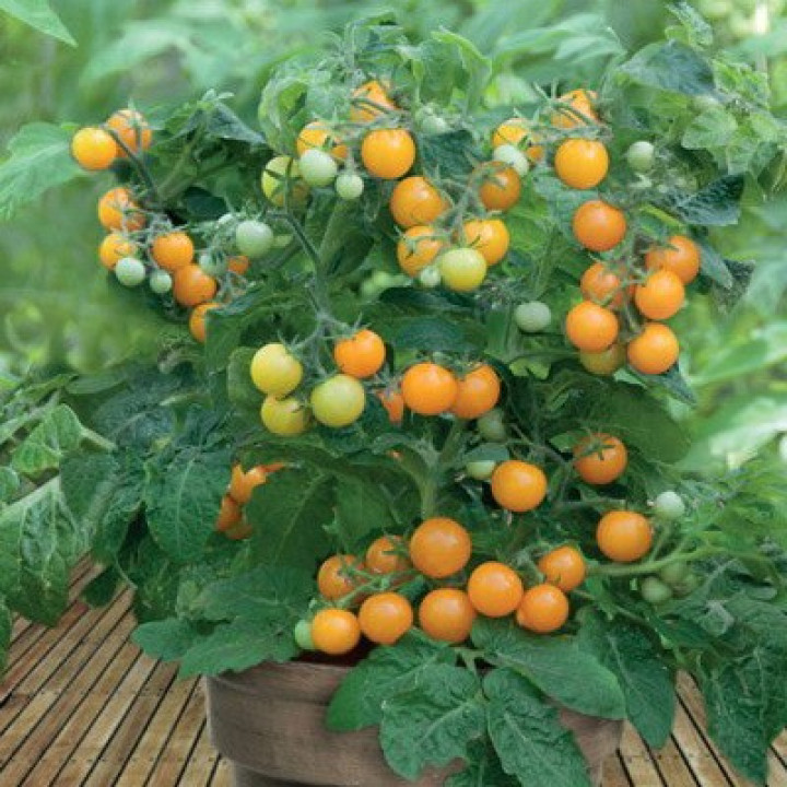 Томат Оранжевая шапочка (мини-огород)