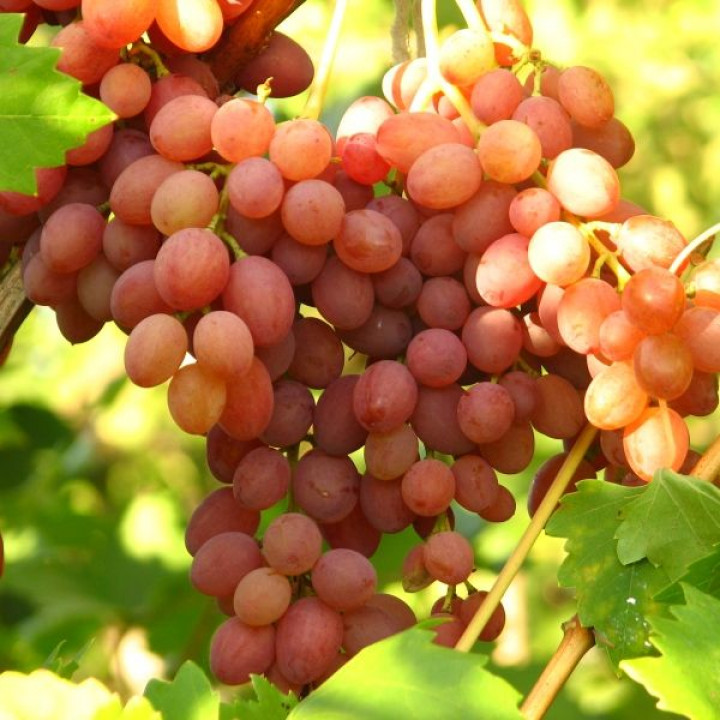 Виноград плодовый Кишмиш лучистый (бессемянный)