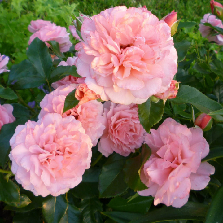 Роза флорибунда Ботичелли