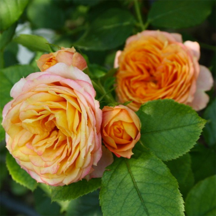 Роза флорибунда Бэби романтика