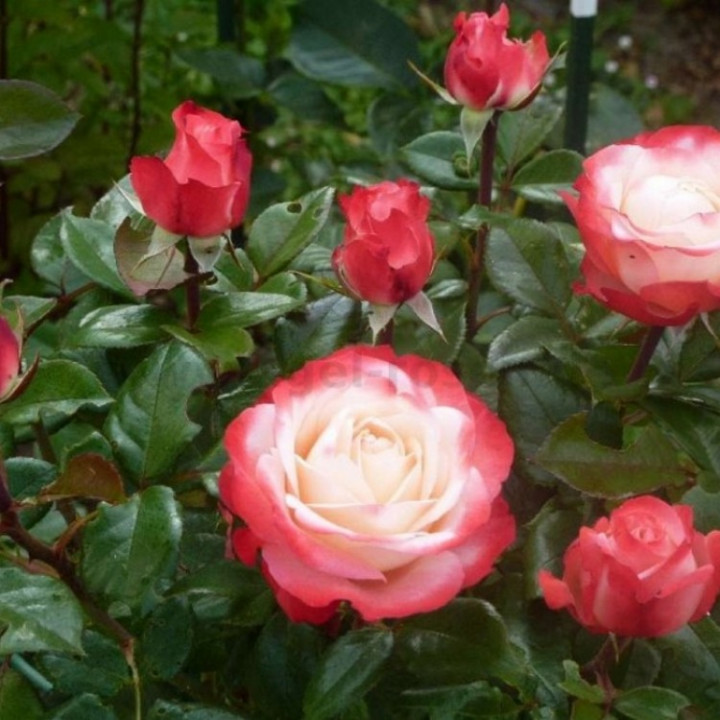 Роза чайно-гибридная Ностальжи (Гаргона)