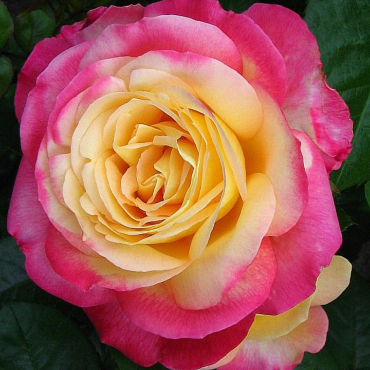 Роза чайно-гибридная Пульман Ориент Экспресс