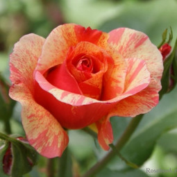 Роза флорибунда Фруит