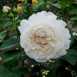 Роза английская парковая Винчестер Кэсидрал