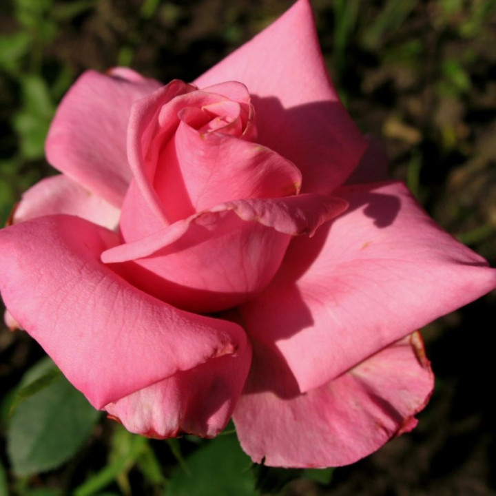 Роза чайно-гибридная Бель Анж