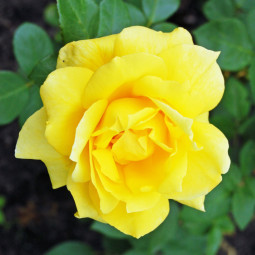 Роза чайно-гибридная Ландора