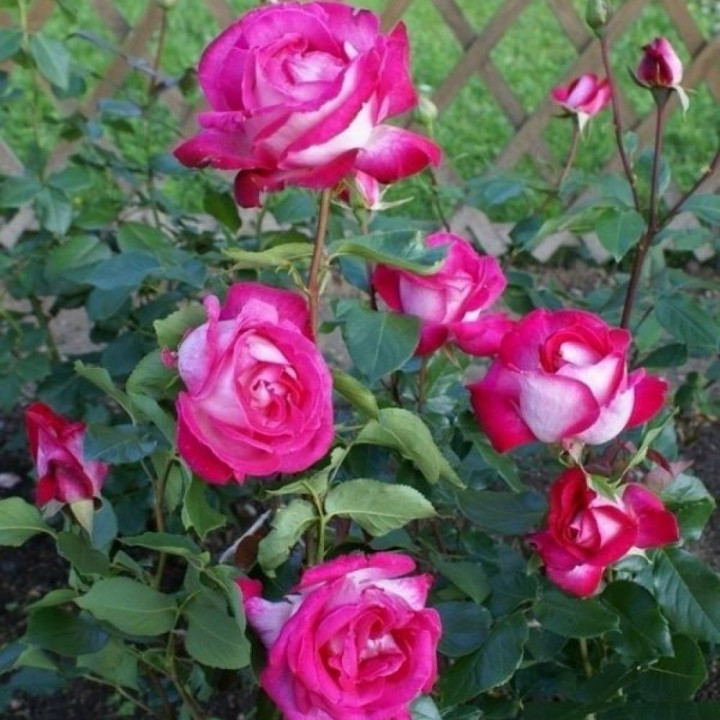 Роза чайно-гибридная Роза Гожар (ЗКС)