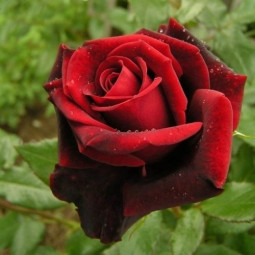 Роза чайно-гибридная Черная Магия (ЗКС)