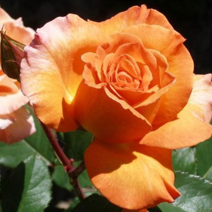Роза чайно-гибридная Дорис Тистерман (ЗКС)