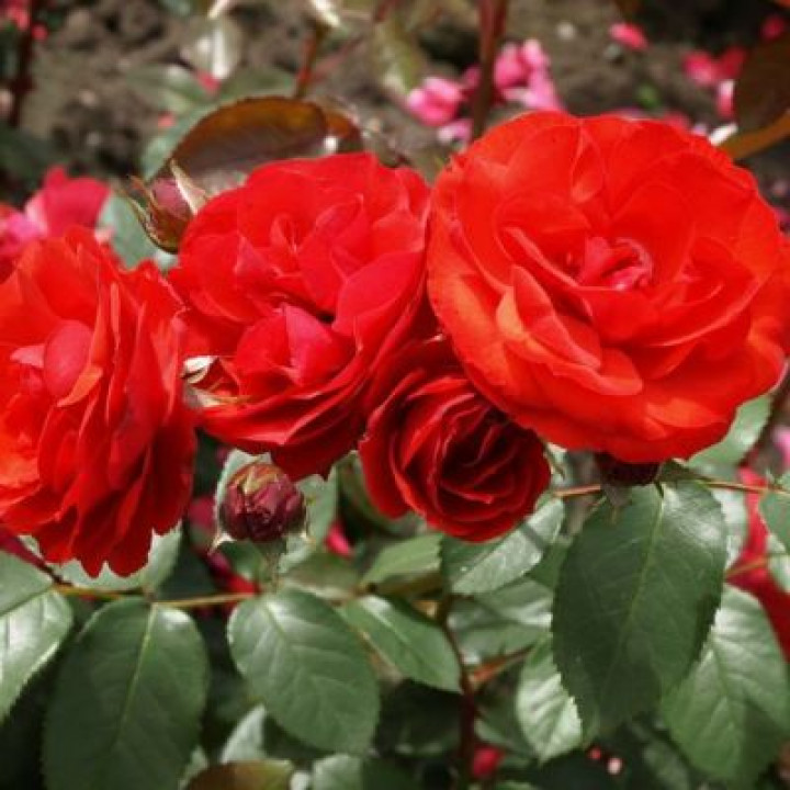 Роза флорибунда Алотрия