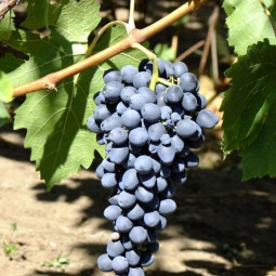 Виноград плодовый Аттика (бессемянный)