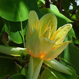 Тюльпанное дерево (Лириодендрон китайский)