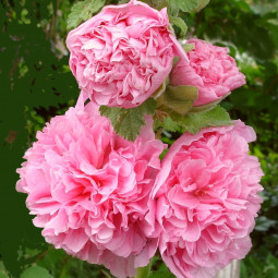 Мальва (Шток-роза) розовая Пленифлора Роуз