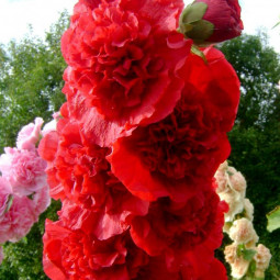 Мальва (Шток-роза) розовая Пленифлора Руж