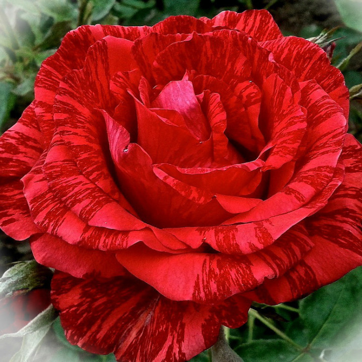Роза чайно-гибридная Ред Интуишн (ЗКС)