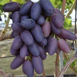 Виноград плодовый Байконур