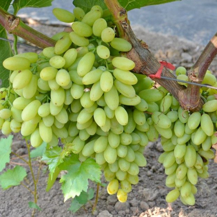 Виноград плодовый Кишмиш столетие (бессемянный)