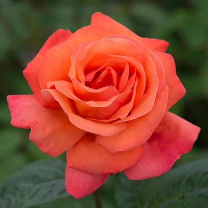 Роза флорибунда Ориндж Пассион