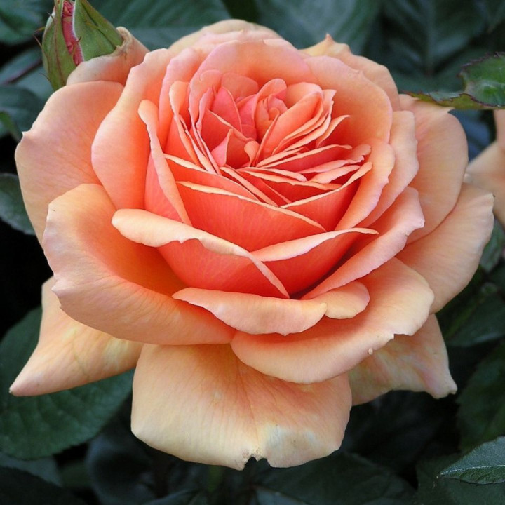 Роза чайно-гибридная Ашрам (ЗКС)