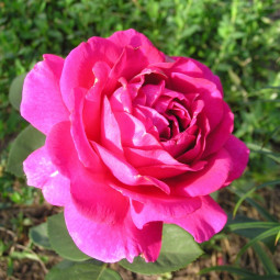 Роза чайно-гибридная Жорианда