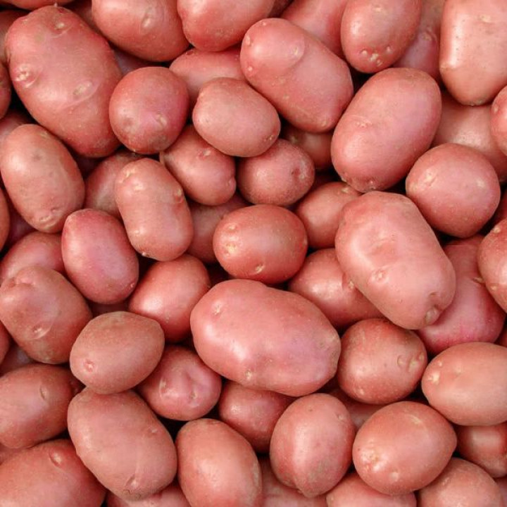   Картофель Беллароза (60-70 дней)
