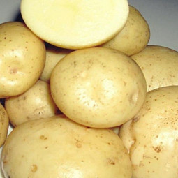  Картофель Вымпел (70-80 дней)