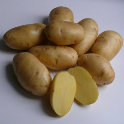   Картофель Импала (60-70 дней)