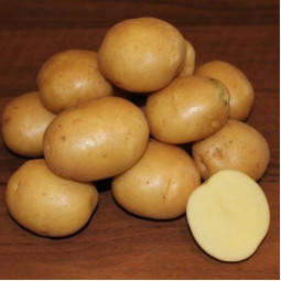   Картофель Колобок (70-80 дней)