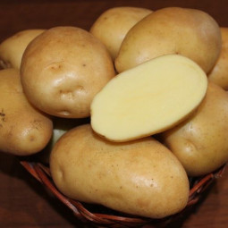   Картофель Никулинский (80-100 дней)