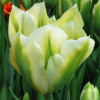 Тюльпан зеленоцветковый