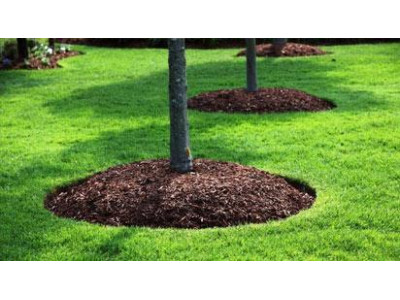 Приствольный круг для деревьев и кустарников